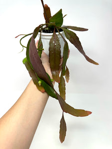 Pseudorhipsalis Ramulosa (Ships within Canada only)