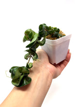 Load image into Gallery viewer, Hoya Carnosa Compacta (Large)