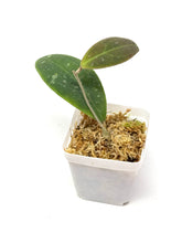 Load image into Gallery viewer, Hoya Rintzii (Borneo)