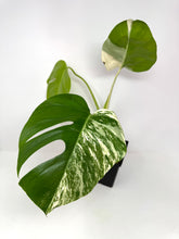 Load image into Gallery viewer, Monstera Deliciosa Albo Variegated D