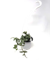 Load image into Gallery viewer, Hoya Lacunosa Super Silver (Hanging Basket)