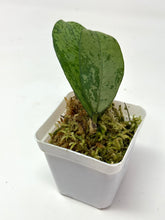 Load image into Gallery viewer, Hoya Meena Silver  (H. Crassipetiolata Splash x H. 'Michele') B