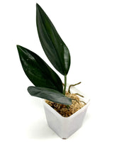 Load image into Gallery viewer, Scindapsus Treubii Dark Form