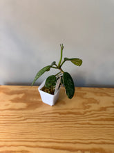 Load image into Gallery viewer, 295. Hoya Diversifolia Splash