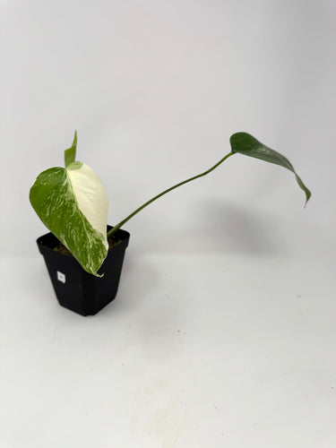 Monstera Deliciosa Albo Variegated F