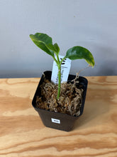 Load image into Gallery viewer, 86. Hoya Multiflora White Margins Variegated
