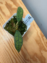 Load image into Gallery viewer, 182. Hoya Finlaysonii ‘Black Leaves’ Splash