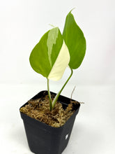 Load image into Gallery viewer, Monstera Deliciosa Albo Variegated I