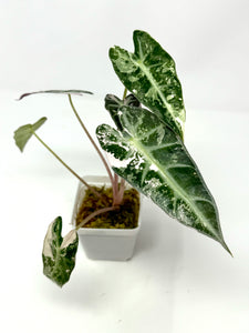 Alocasia Bambino Pink Variegated I