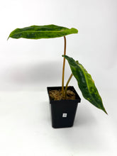 Load image into Gallery viewer, Philodendron Billietiae Variegated D