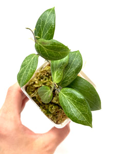 Hoya Fitchii