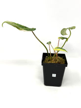 Load image into Gallery viewer, Philodendron Gloriosum Variegated D