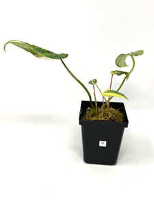 Philodendron Gloriosum Variegated D