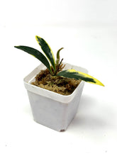 Load image into Gallery viewer, Hoya Kentiana Lori Lyn Albo Variegated
