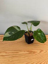 Load image into Gallery viewer, 267. Philodendron White Princess