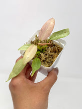 Load image into Gallery viewer, Philodendron Whipple Way