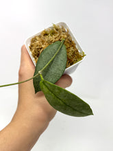 Load image into Gallery viewer, Hoya Mitrata Silver B