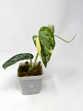 Load image into Gallery viewer, Scindapsus Mayari Variegated A