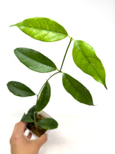 Load image into Gallery viewer, Hoya Cystiantha