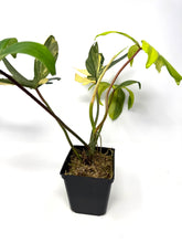 Load image into Gallery viewer, Philodendron Florida Beauty A
