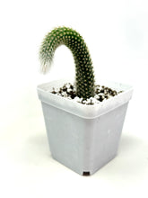 Load image into Gallery viewer, Cleistocactus Colademononis “Monkey Tail Cactus” (Long hair variant) - Ships within Canada only