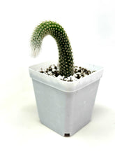 Load image into Gallery viewer, Cleistocactus Colademononis “Monkey Tail Cactus” (Long hair variant) - Ships within Canada only