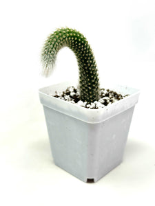 Cleistocactus Colademononis “Monkey Tail Cactus” (Long hair variant) - Ships within Canada only