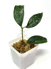 Load image into Gallery viewer, Hoya Cystiantha Splash