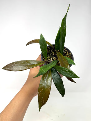 Hoya Pubicalyx