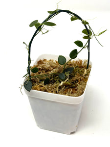Hoya Pulleana (IM02)