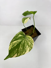 Load image into Gallery viewer, Monstera Deliciosa Aurea Variegated C