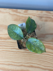 187. Hoya Carnosa Oval Splash