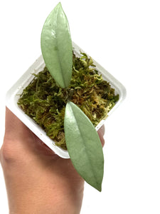 Hoya Wilbur Graves Silver C