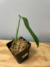 Load image into Gallery viewer, 210. Monstera Esqueleto (juvenile)