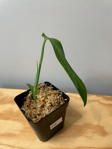 210. Monstera Esqueleto (juvenile)
