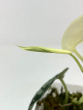 Load image into Gallery viewer, Scindapsus Mayari Variegated A