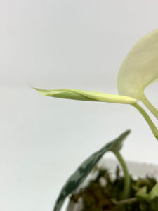 Scindapsus Mayari Variegated A