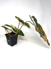 Load image into Gallery viewer, Philodendron Billietiae Variegated A
