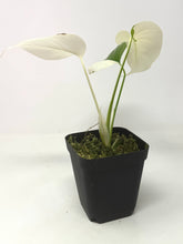 Load image into Gallery viewer, Monstera Deliciosa Albo Variegated I