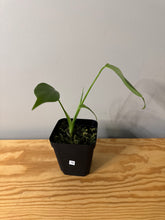 Load image into Gallery viewer, 76. Monstera Deliciosa Aurea Variegated