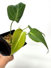 Load image into Gallery viewer, Philodendron Glorious