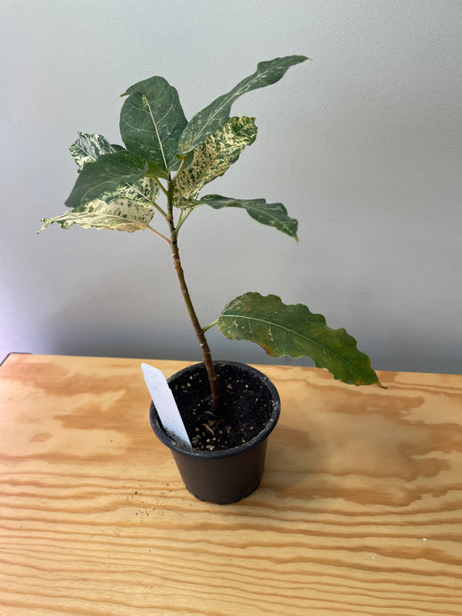 9. Ficus Aspera Variegated