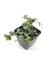 Load image into Gallery viewer, Hoya Curtisii