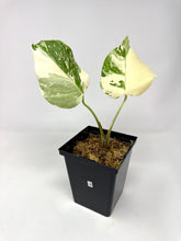 Load image into Gallery viewer, Monstera Deliciosa Albo Variegated A