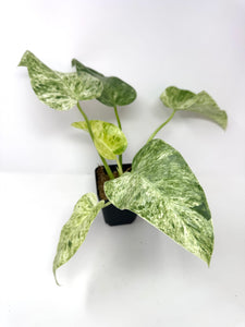 Philodendron Giganteum Blizzard