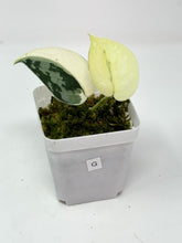 Load image into Gallery viewer, Scindapsus Mayari Variegated G