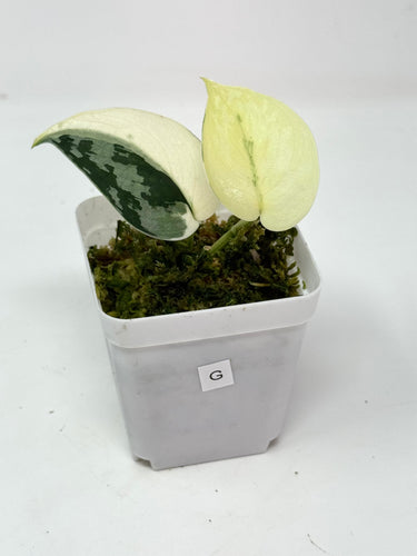 Scindapsus Mayari Variegated G