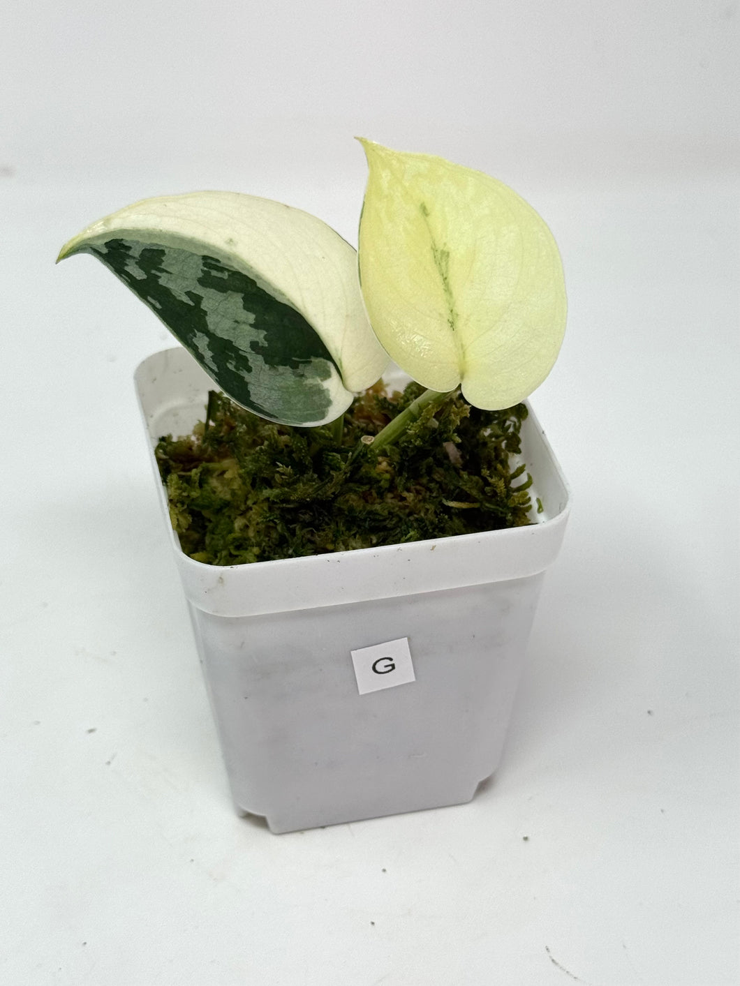 Scindapsus Mayari Variegated G