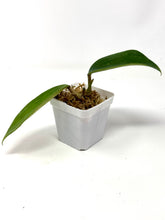 Load image into Gallery viewer, Hoya Clandestina