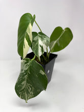Load image into Gallery viewer, Monstera Deliciosa Albo Variegated C